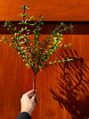 ROSEMARY BUSH DARK GREEN 18"
