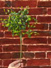 LEAF SPRAY STEM