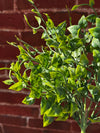 LEAF SPRAY STEM
