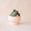 PRESLEY PEDESTAL POT - BALLERINA: 8 INCH