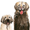 MUDDER DAY DOGS MOTHERS DAY CARD