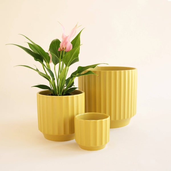 MONROE POT - PALM 6.75 INCH