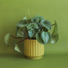 MONROE POT - PALM 6.75 INCH
