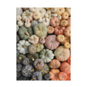Collection of various small pumpkins in different colors on a textured fabric background