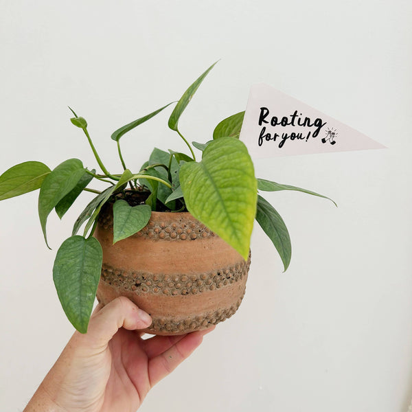 ROOTING FOR YOU PLANT FLAG