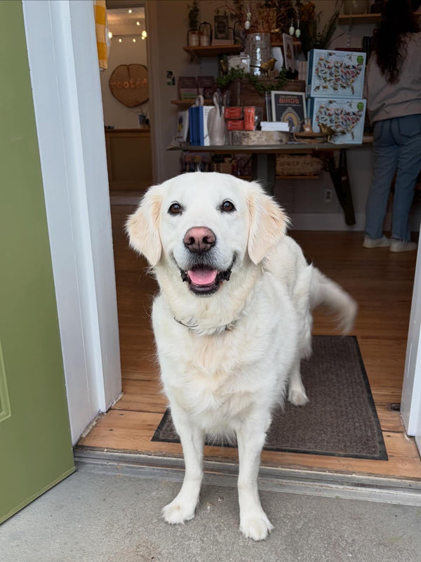 Meet Winnie: The Heart Behind Rooted’s Happiest Employee