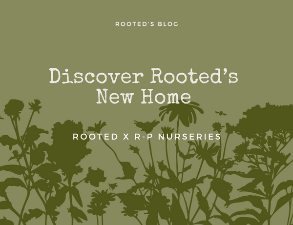 Rooted x R-P Nurseries