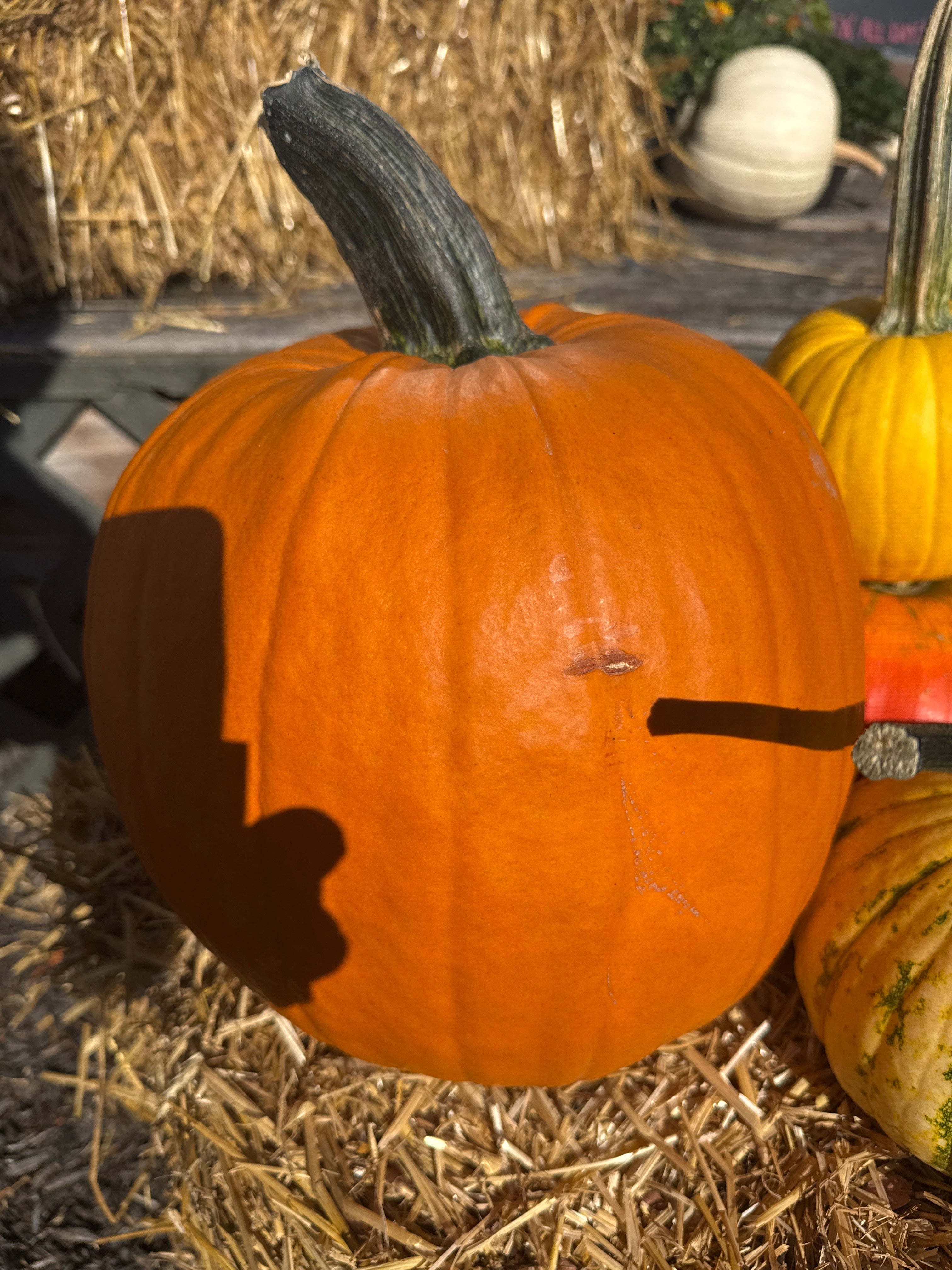 All Size Classic Orange Pumpkin