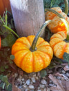 Mini Pumpkins
