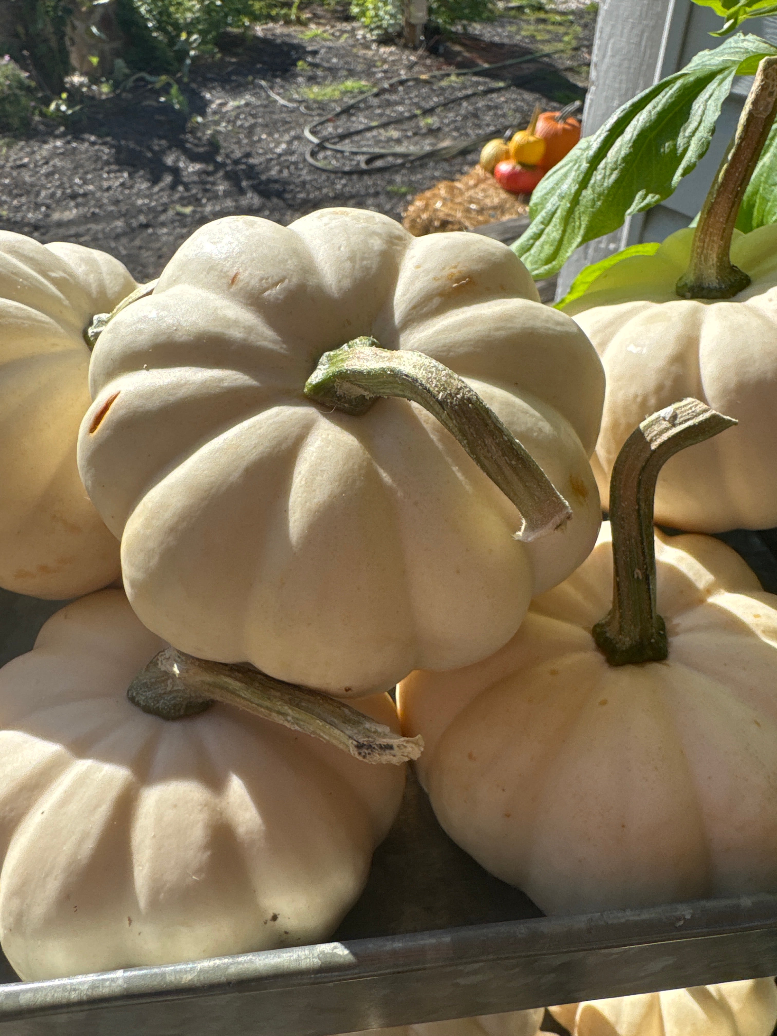 Mini Pumpkins