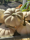Mini Pumpkins