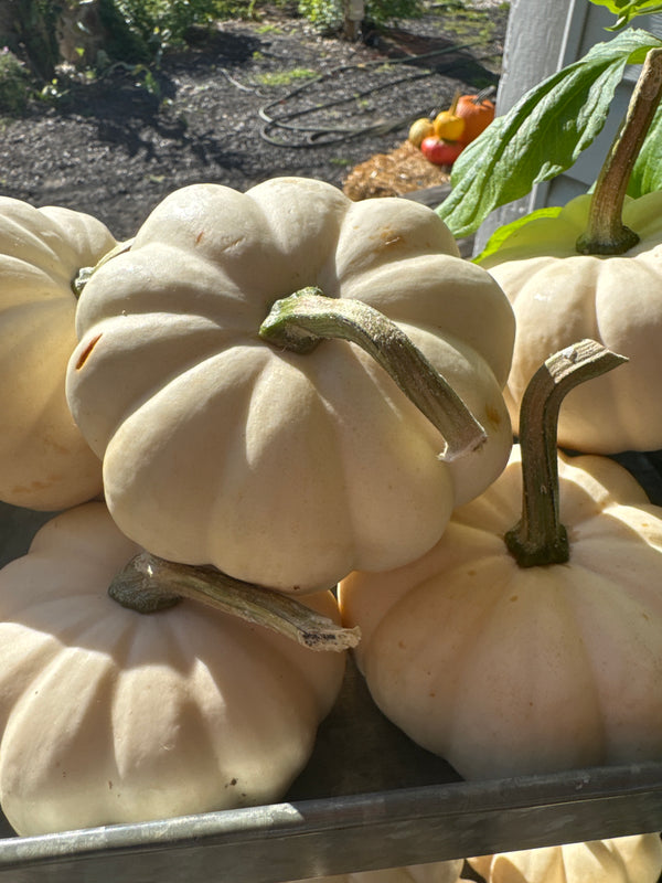 Mini Pumpkins