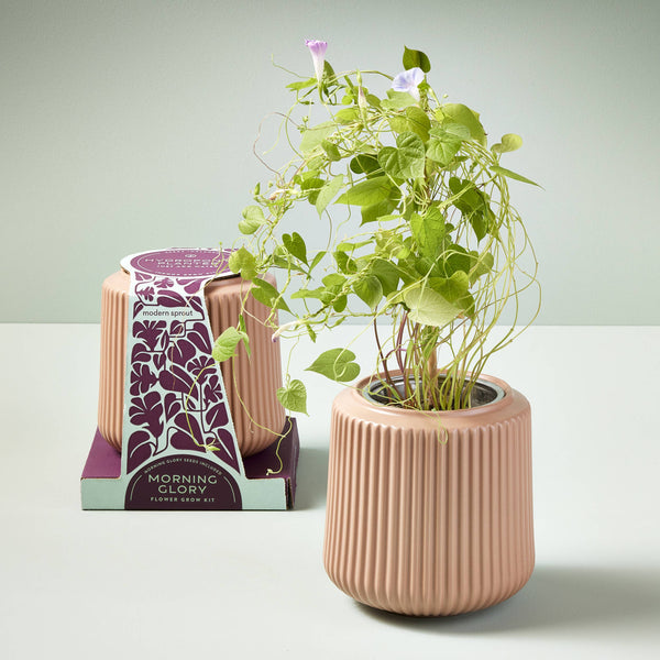 FLOWER GROW KIT: MORNING GLORY