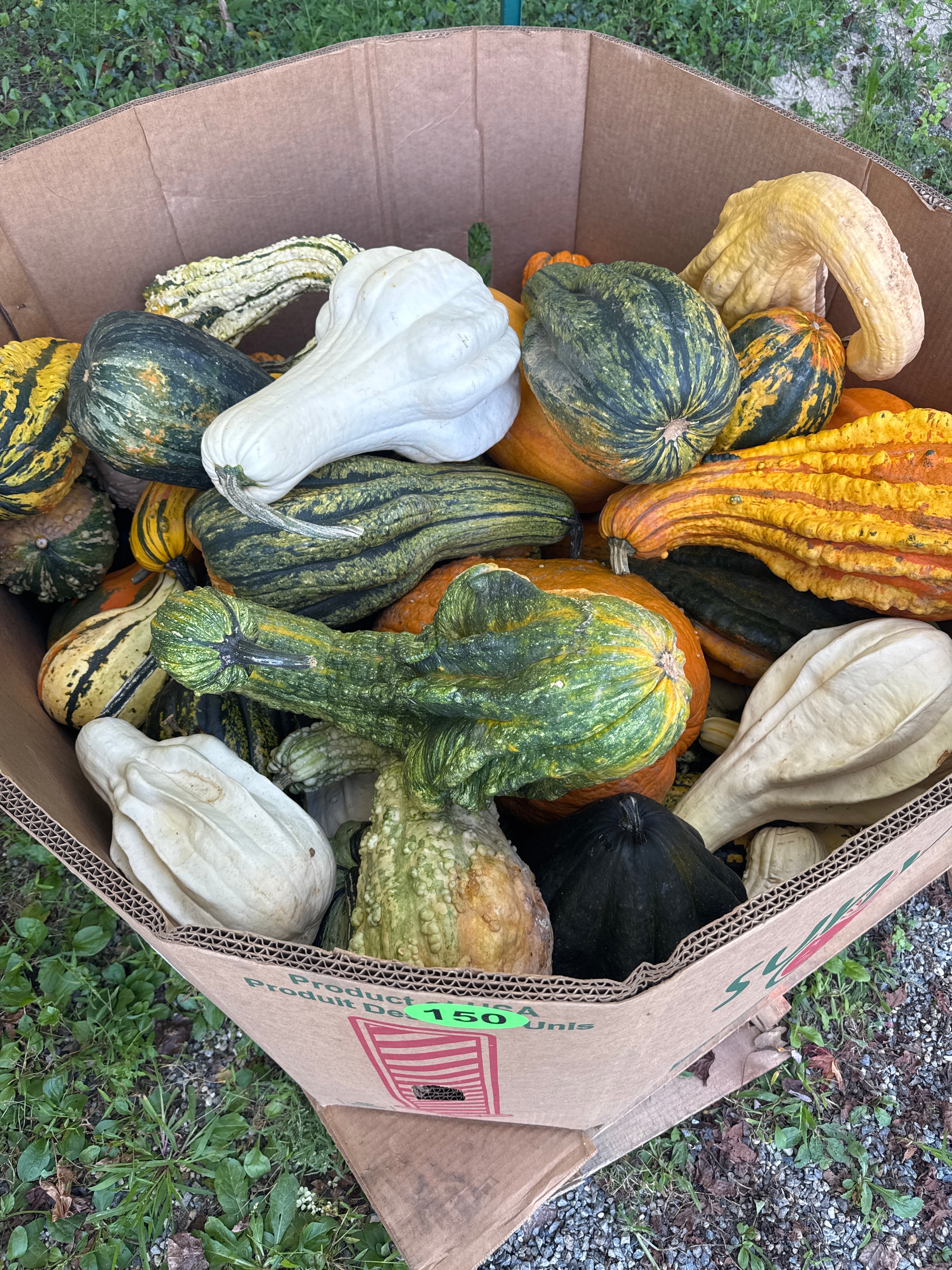 All Size/Shapes of Gourds