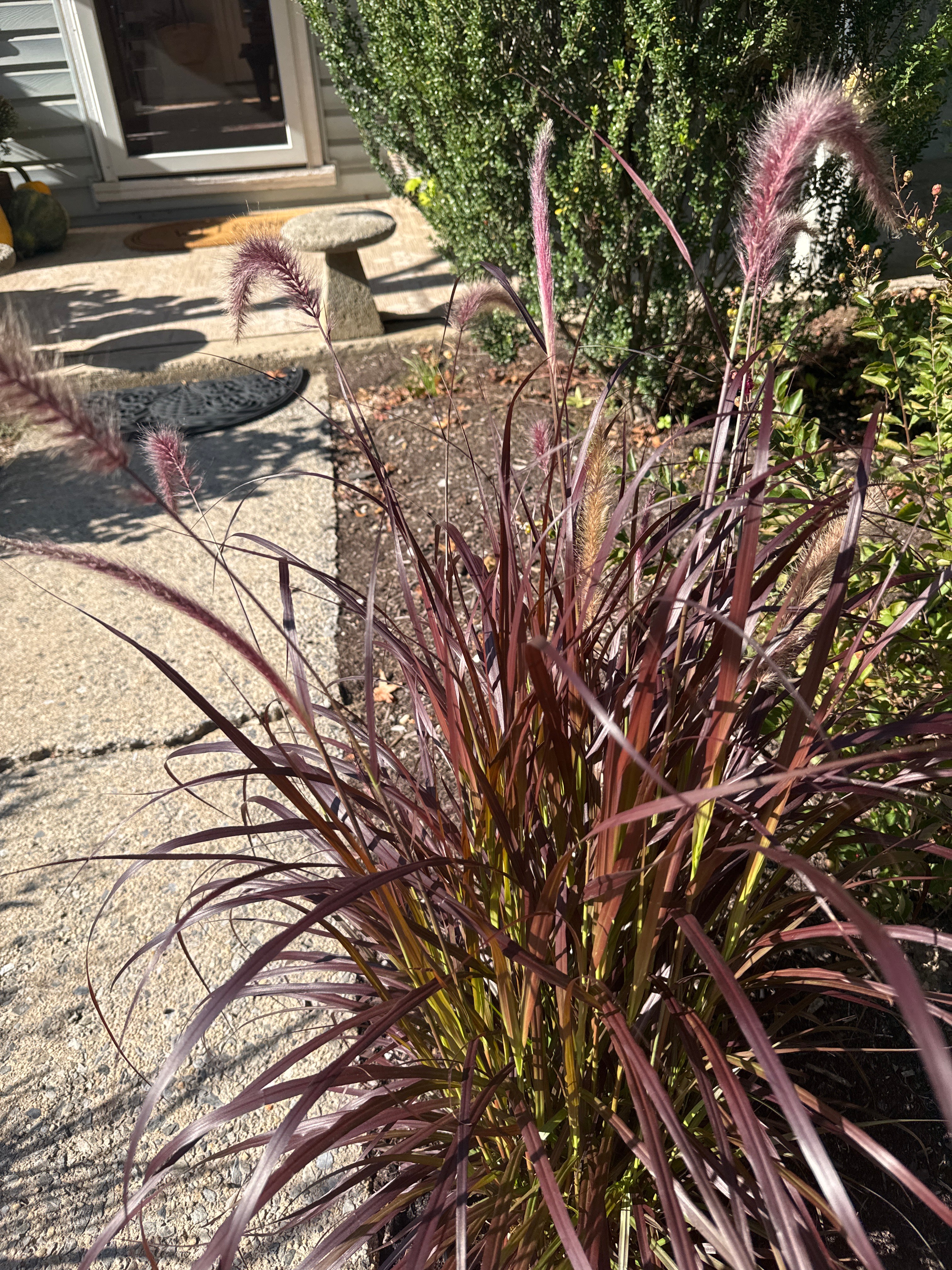 Fountain Grass