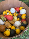 All Size/Shapes of Gourds