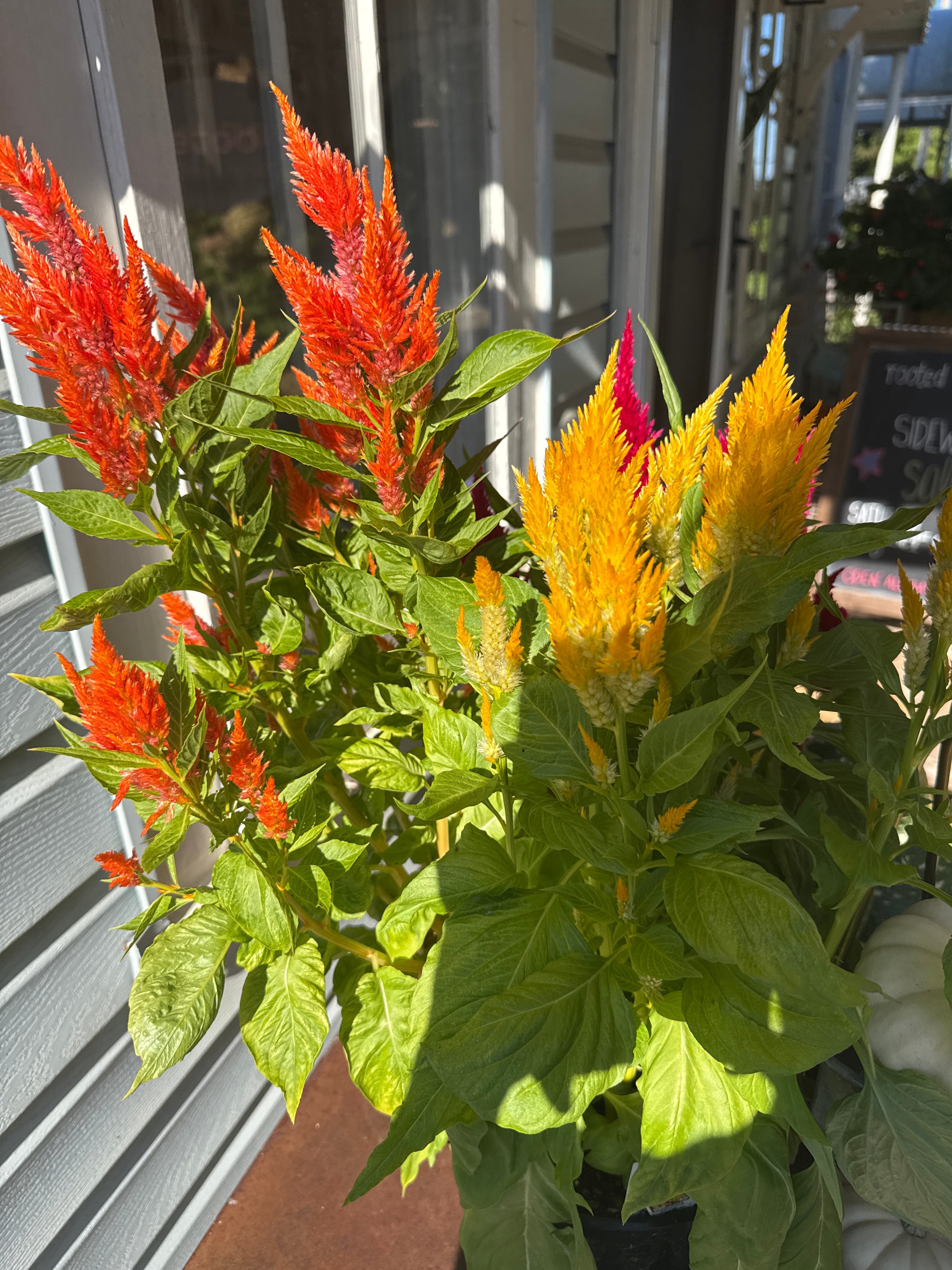 Celosia plant