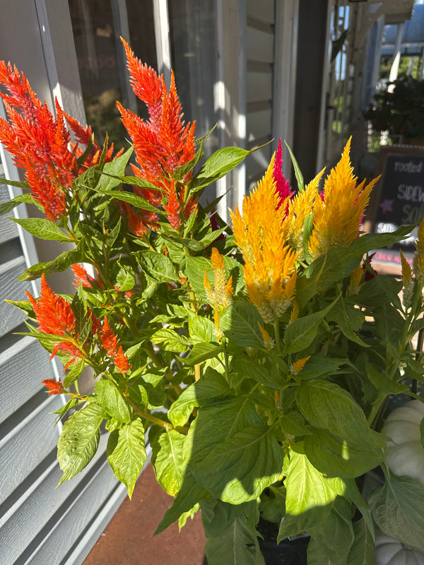 Celosia plant