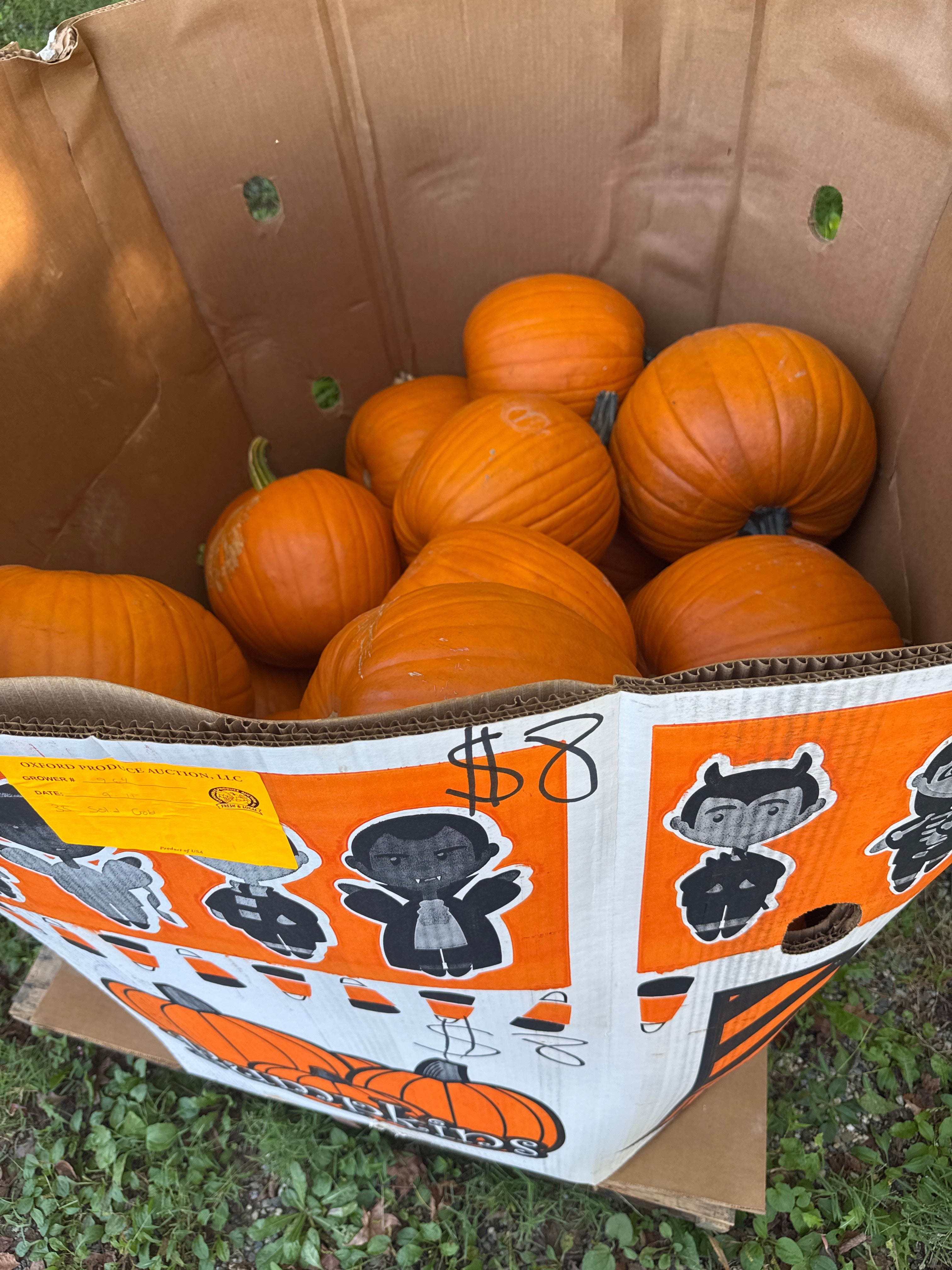 All Size Classic Orange Pumpkin