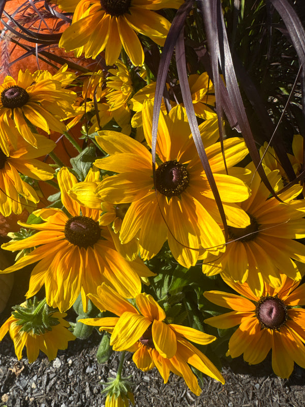 Rudbeckia Plant