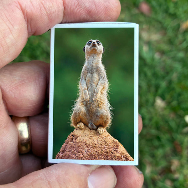 MEERKAT MATCHBOX