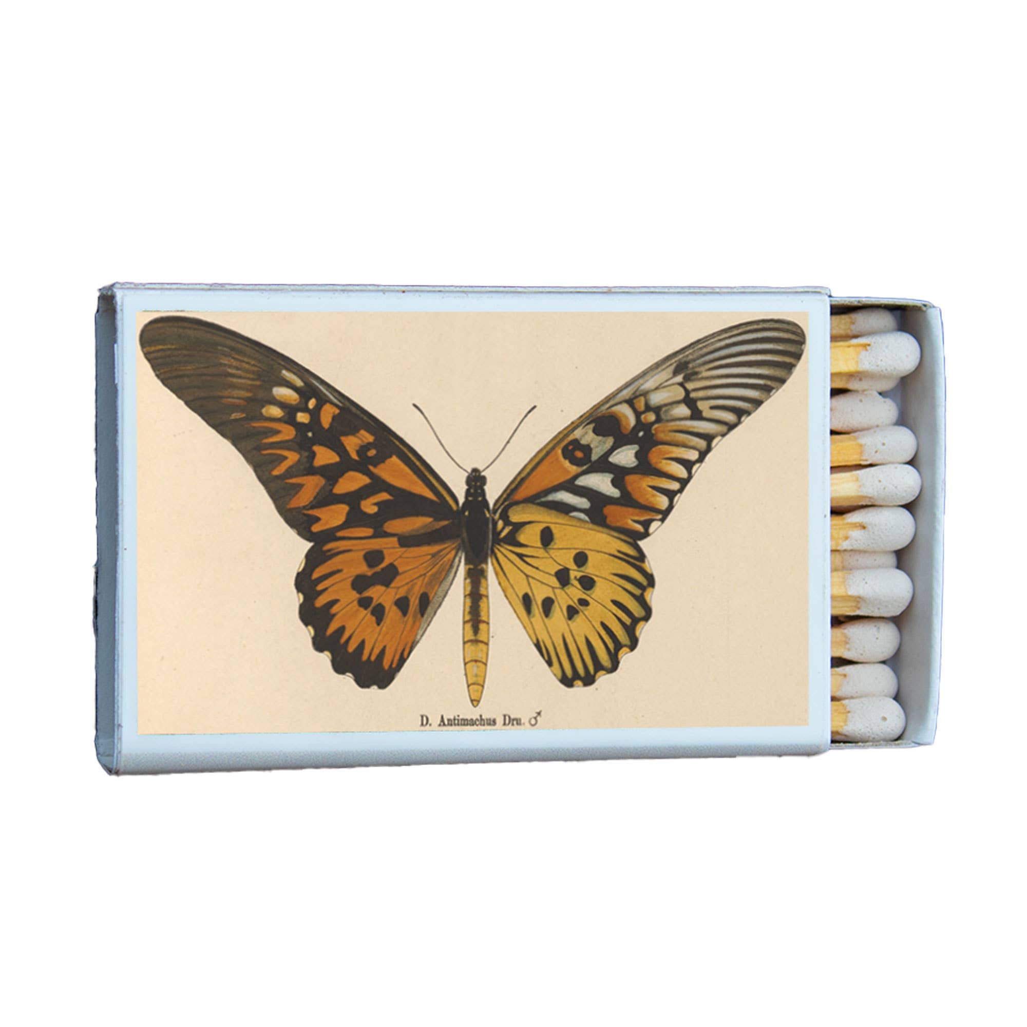 MATCHES • BUTTERFLY ANTIMACHUS