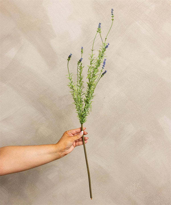 STEM - GARDEN LAVENDER