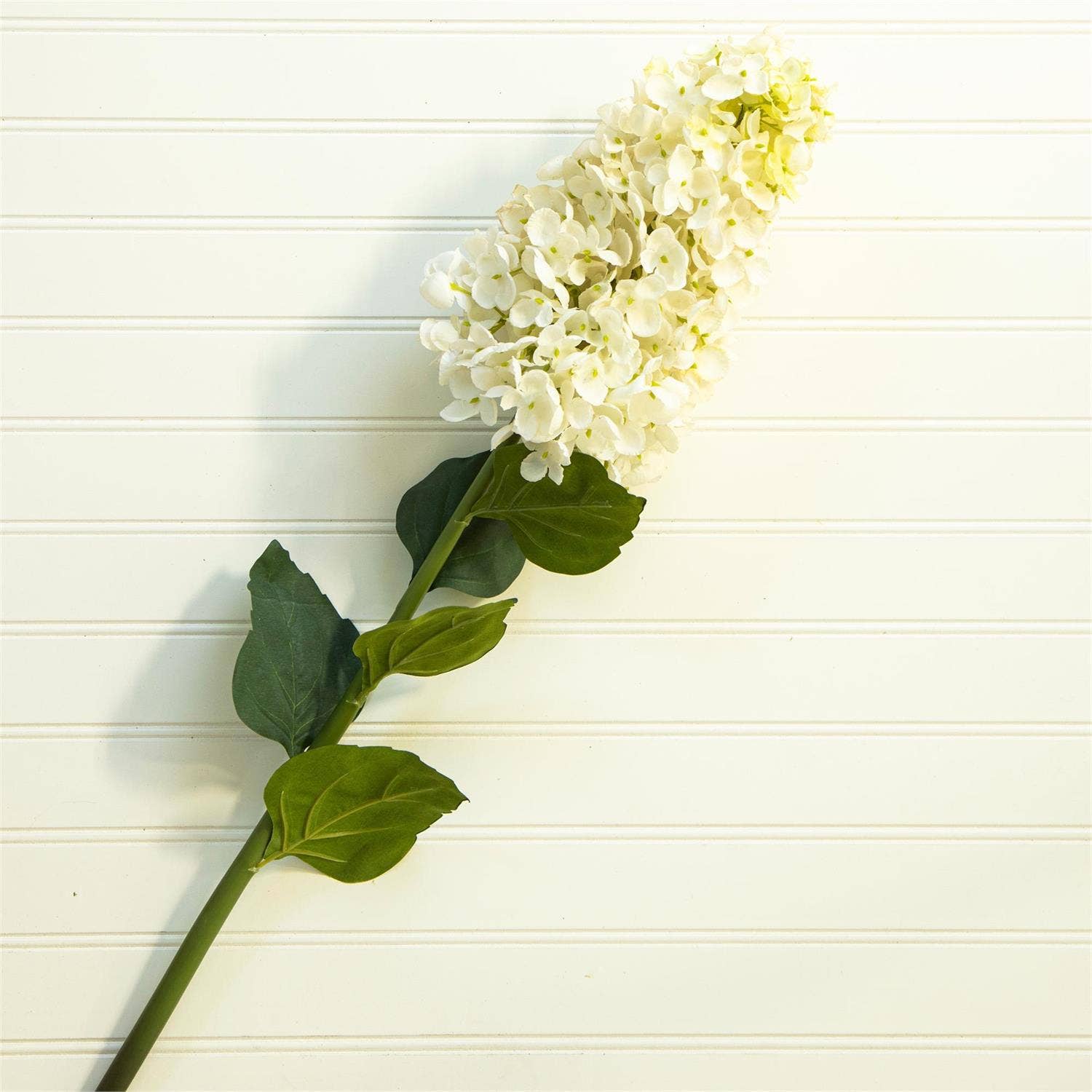 PICK - WHITE CONE HYDRANGEA