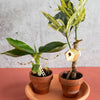 TINY BIRDHOUSE FOR YOUR PLANTS