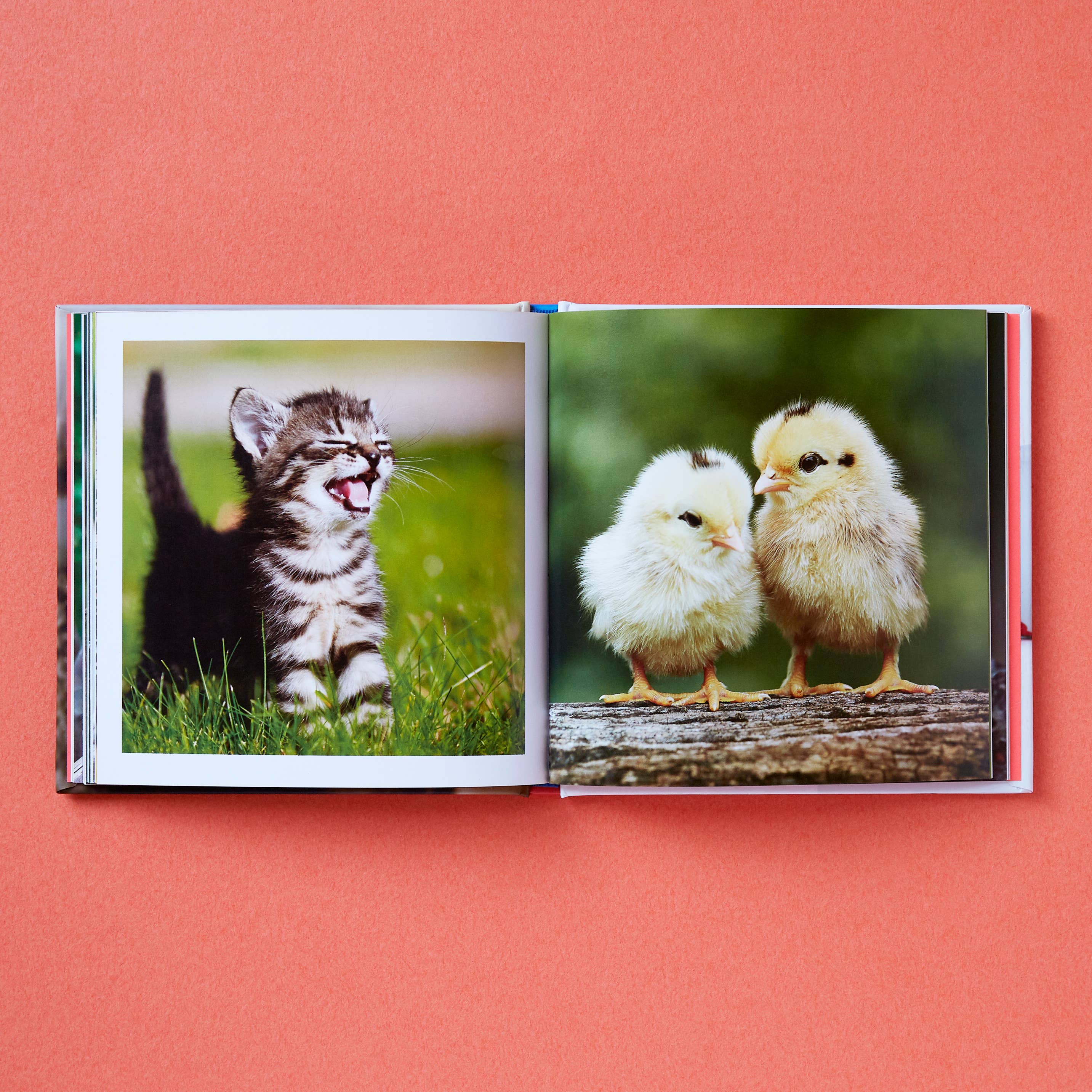 CUTE ANIMALS FOR HARD TIMES
