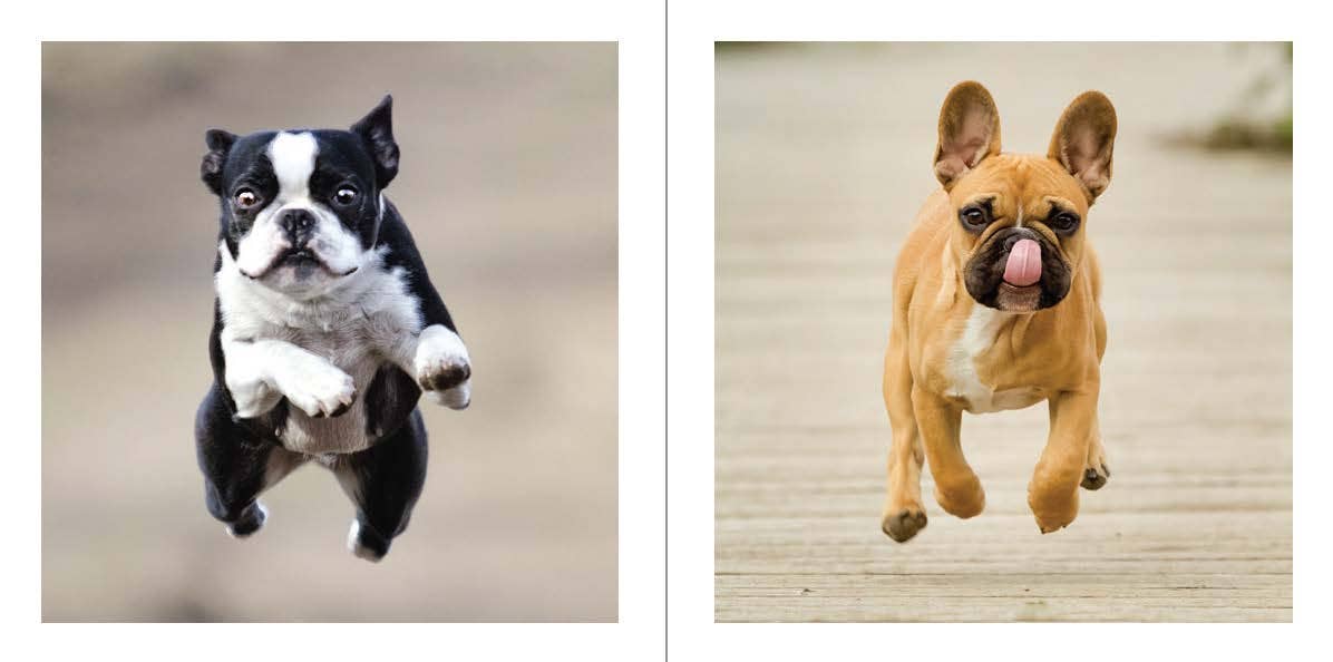 CUTE ANIMALS FOR HARD TIMES