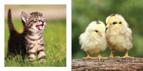 CUTE ANIMALS FOR HARD TIMES
