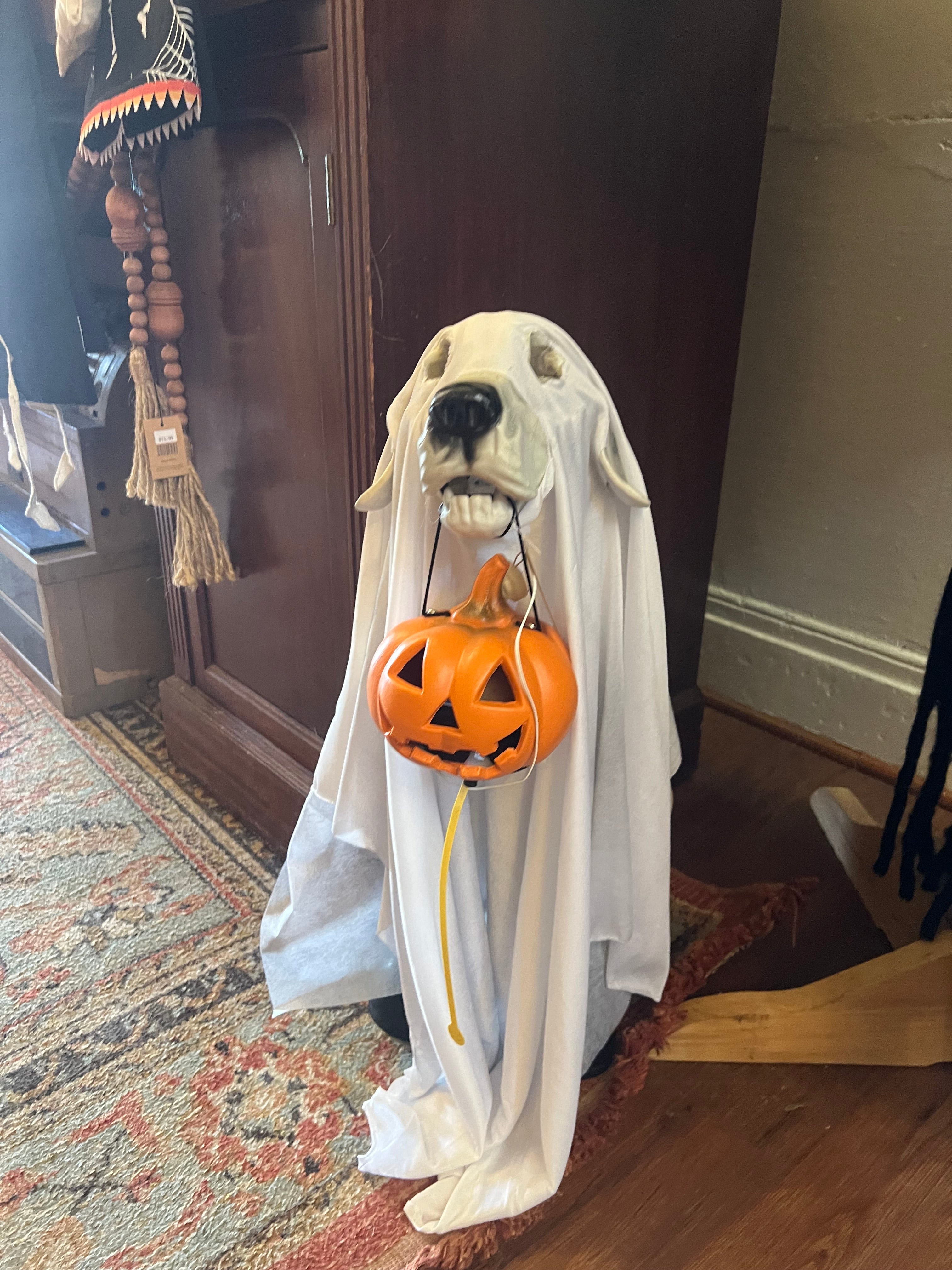 PLASTIC SKELETON DOG IN GHOST SHEET WITH LED JACK-O-LANTERN LIGHT (BATTERIES INCLUDED)