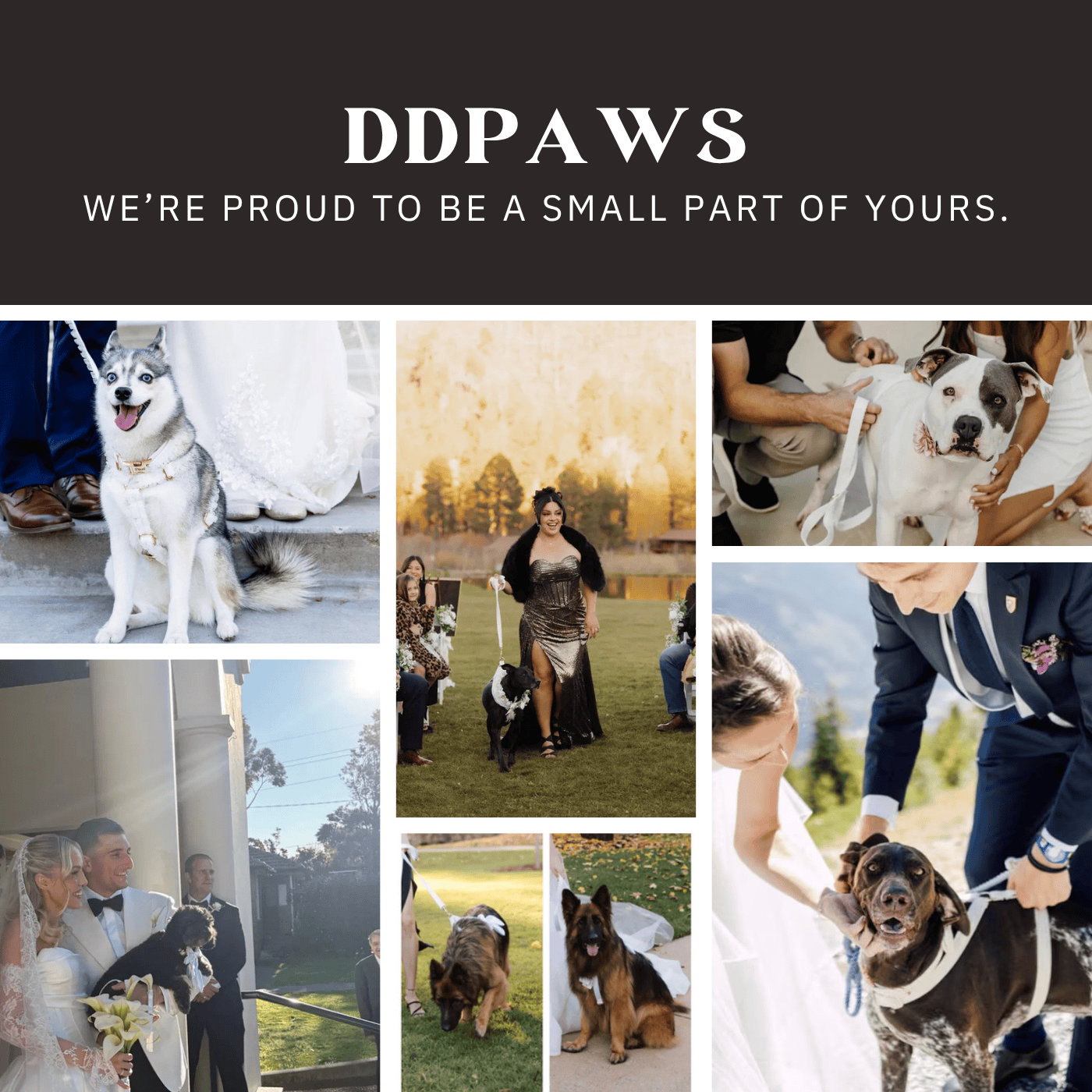 PERSONALIZED GOLD SATIN WEDDING CLASSIC DOG ACCESSORY SET
