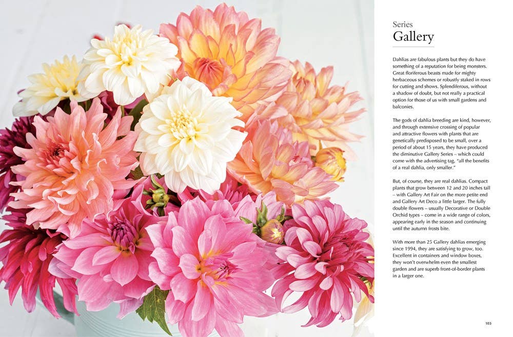 DAHLIAS: BEAUTIFUL VARIETIES FOR HOME & GARDEN