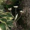 FLORENCE ANTIQUE FINISH METAL STAKE FLOWER STEM