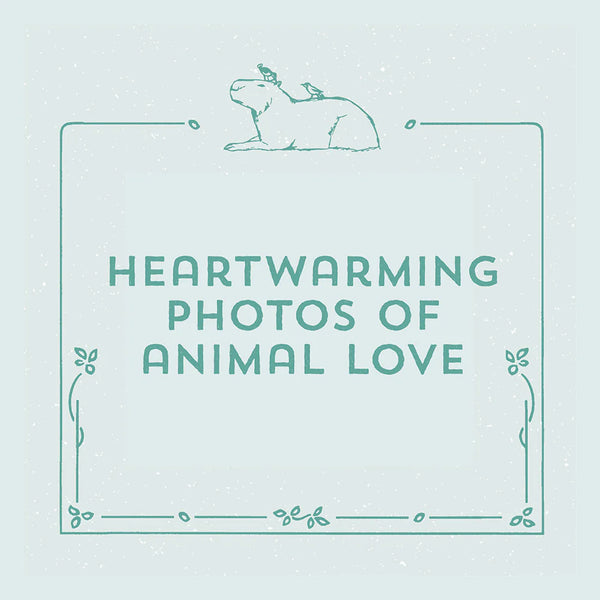 YOU'RE A GOOD FRIEND CAPYBARA