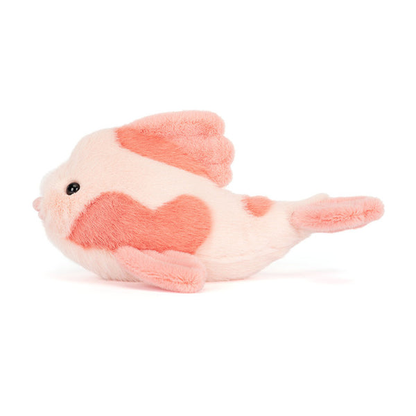 FANCY CARP