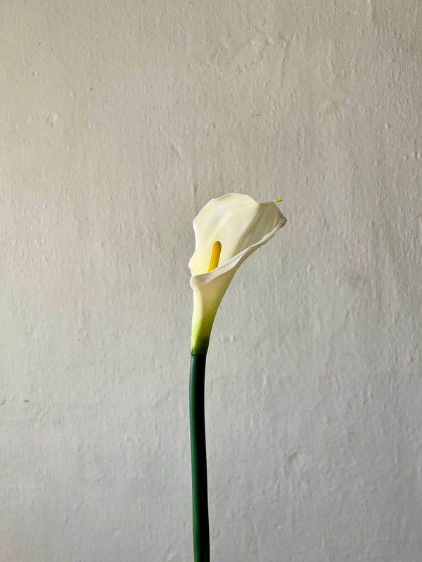 SINGLE CALLA LILY STEM