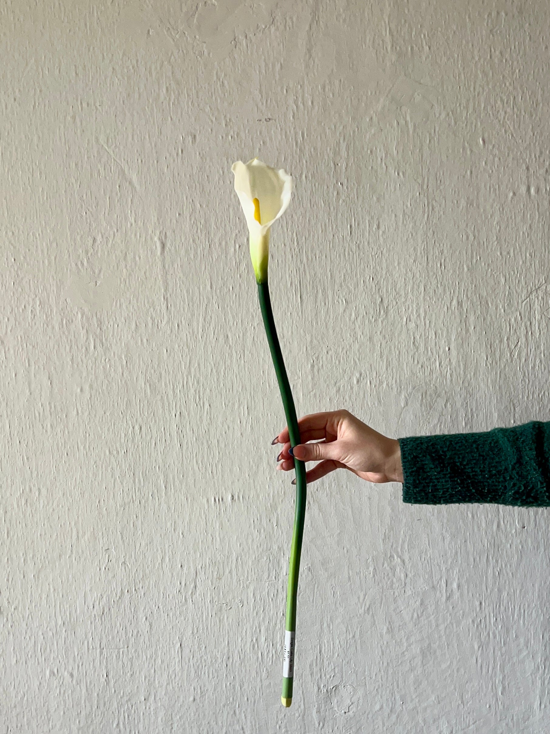 SINGLE CALLA LILY STEM