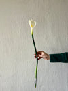 SINGLE CALLA LILY STEM