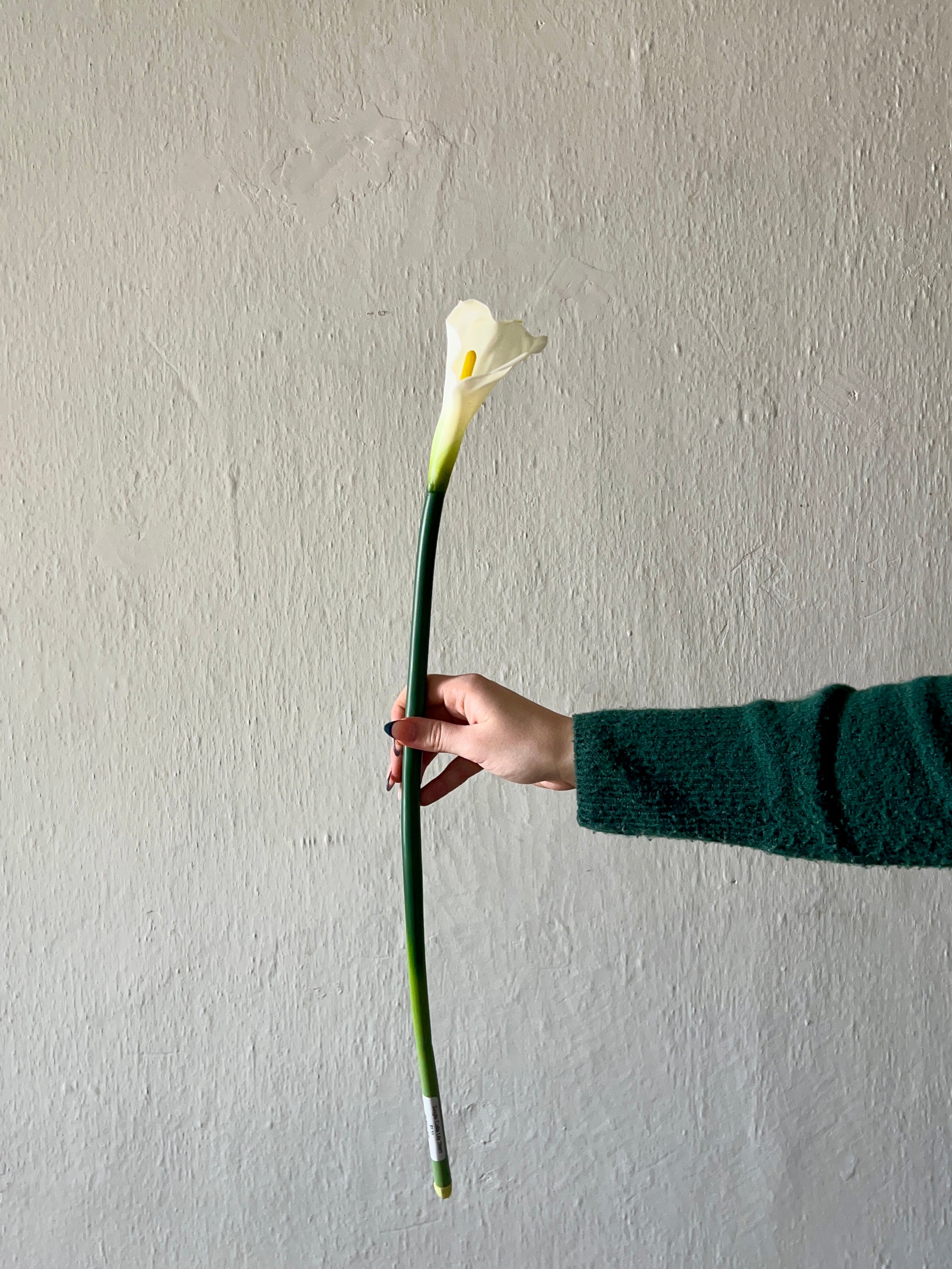 SINGLE CALLA LILY STEM