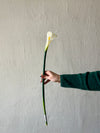 SINGLE CALLA LILY STEM