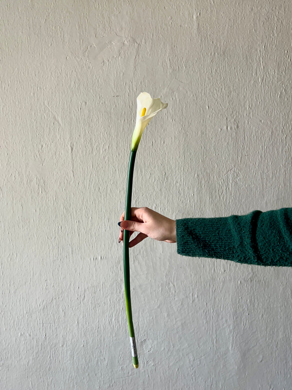 SINGLE CALLA LILY STEM