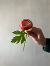 ORANGE REAL TOUCH RANUNCULUS STEM