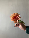 PINK CHRYSANTHEMUM STEM