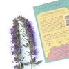 LAVENDER LOVERS TAROT GARDEN + GIFT SEED PACKET