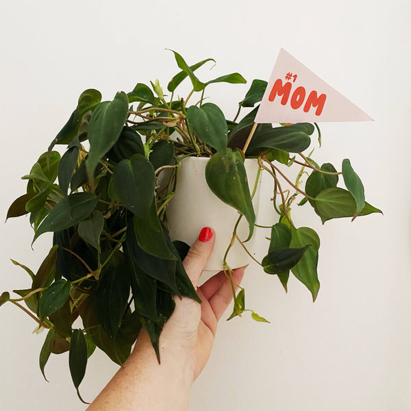 #1 MOM PLANT FLAG