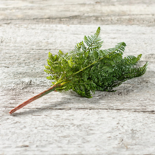 DARK LACY FERN FLORAL PICK