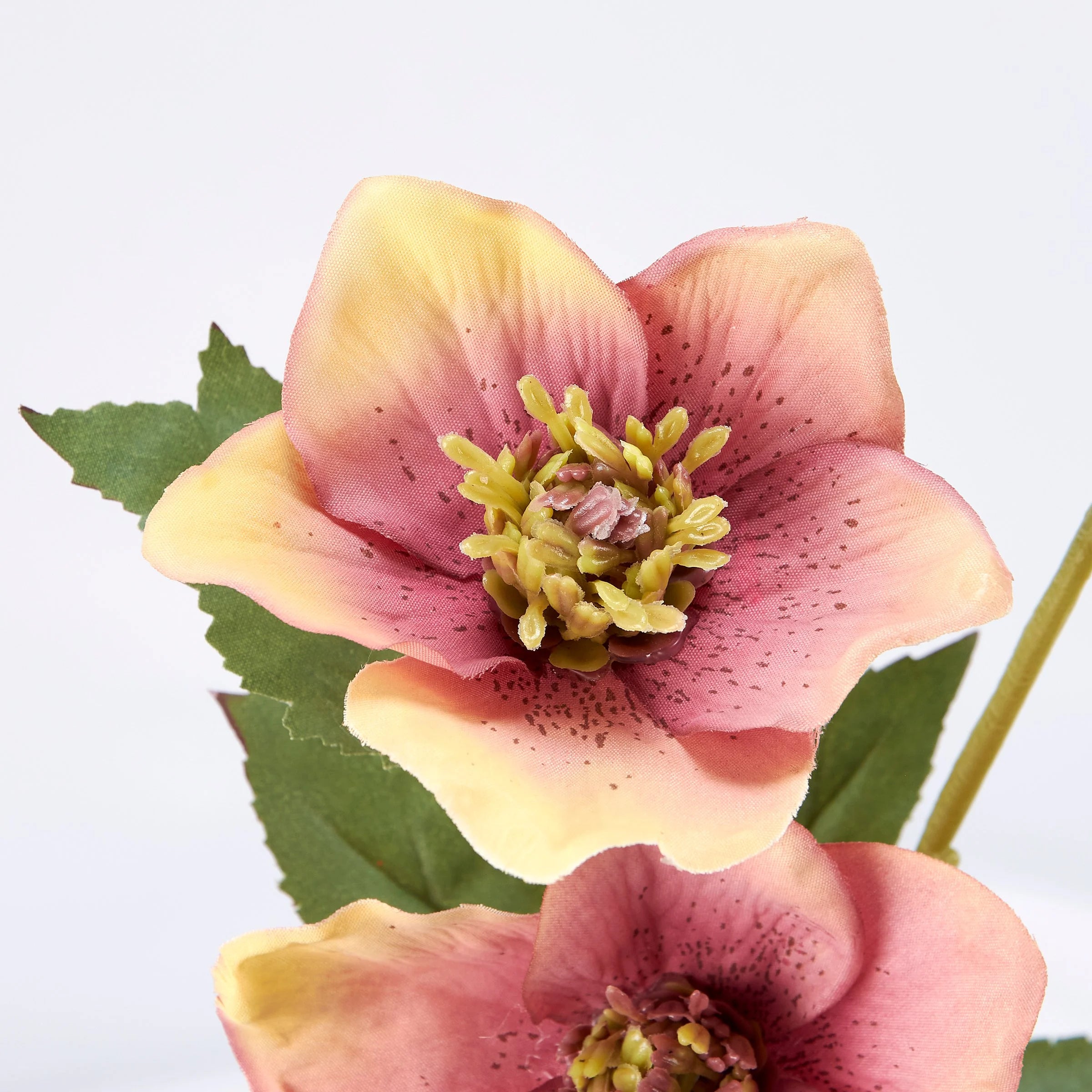 PINK HELLEBORE FLORAL PINK